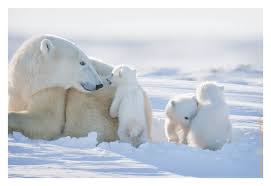 13 Things These Animals Are Thankful For This Year Cute Polar Bear Animals Polar Bear
