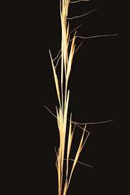 Image result for Anadelphia