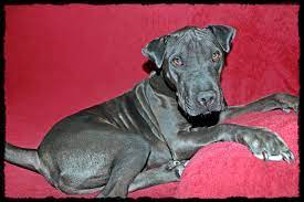 Pictures of leo a doberman pinscher for adoption in dallas, tx who needs a loving home. Doberman Puppies For Adoption In Nj News At Puppies Addlab Aalto Fi