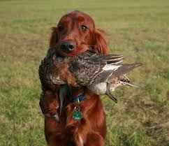 Hier finden sie alle gesetzlichen feiertage, brückentage und lange wochenenden. News Irisch Red Setter Vom Gebirgsjagerhof