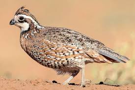 Black Birds In Ohio 20 Best Birds To See In Ohio Duck Species Northern Bird Species