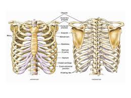 Joints between the ribs and thoracic vertebrae. Illustration Of The Thoracic Chest And Back Skeletal Anatomy Featuring The Ribs Sternum Giclee Print Nucleus Medical Art Allposters Com