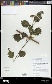 Image result for Pisonia aculeata