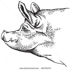 Pig Face Stock Photos Images Pictures Pig Drawing Pig Illustration Black And White Sketches