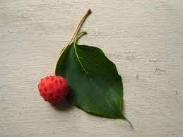 Maybe you would like to learn more about one of these? What Have I Eaten Help Me I D A Fruit General Discussion Chowhound