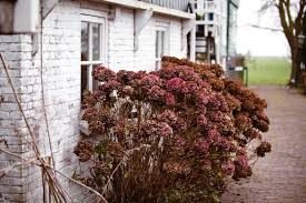Darauf kam dann nur noch das letzte laub aus dem garten. Hortensie Vertrocknet Ist Sie Noch Zu Retten