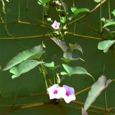 Image result for Ipomoea aquatica