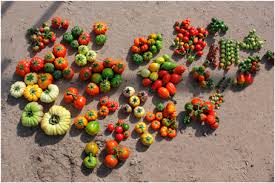 Image result for Solanum aethiopicum