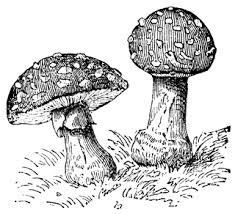 Black And White Mushroom Drawing Mushroom Clipart Etc Mushroom Drawing Stuffed Mushrooms Realistic Drawings