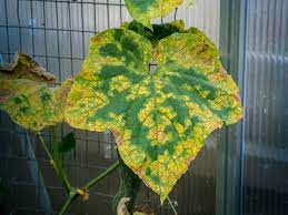 My granny liked well rotted chicken manure the best. Why Are My Cucumber Leaves Turning Yellow Top Tips
