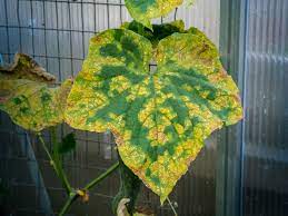 Please see image below to see what they look like. Why Are My Cucumber Leaves Turning Yellow Top Tips