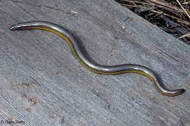 Californiaherps Com Reptiles And Amphibians Of California Lizard Reptiles And Amphibians Reptiles