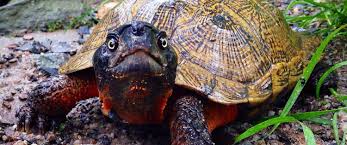 This part of the site talks about how to. North American Wood Turtle Care Sheet North American Wood Turtle Diet Information Habitat