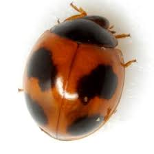 Image result for Exochaenium exiguum