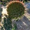You may also notice that cactus spines can differ in color and texture. 1