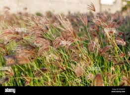 Image result for Chloris gayana