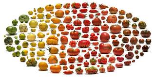 Heirloom Tomato Chart Heirloom Tomatoes Vegetables Food Art