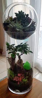 For finer ramification, defoliate the whole tree. Terrarium Avec Un Bonsai Ficus Ginseng Et Dans La Boule Du Dessus Des Succulents