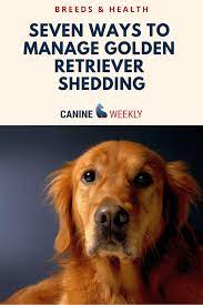7 Ways To Manage Golden Retriever Shedding Canine Weekly Golden Retriever Dogs Golden Retriever Retriever