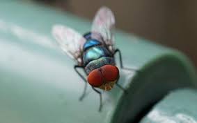 Houston has lots of flies. Blog Pest Control Near Me Cost Cornelius Exterminators