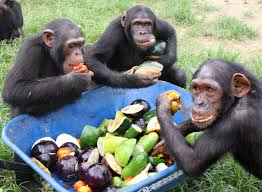 Http Www Janegoodall Org Sites Default Files Imagecache Product Full Chimps 20eaiting Jpg