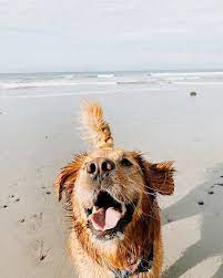 Heather Hbgoodie Instagram Photos And Videos In 2021 Dog Beach Cute Dog Photos Dog Photography
