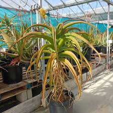Image result for Aloe haroniensis