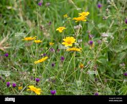 Image result for Aspilia helianthoides