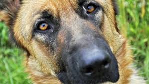 Dog Eye Problems Causes Symptoms Treatment