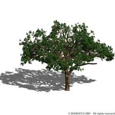 Image result for Rauvolfia mombasiana