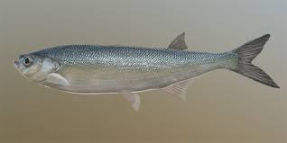 Sichel also known as sabrefish is a valuable commercial fish, belonging to the cyprinid family and categorized as gregarious fish by its lifestyle. Sichel Fish Species Russian Fishing 4