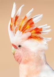 Major Mitchell S Cockatoo Lophochroa Leadbeateri Australian Native Birds Pet Birds Beautiful Birds