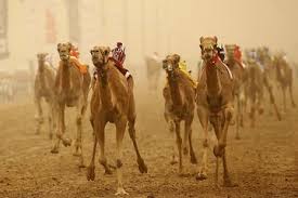 About the al shahaniya camel racing track. Shahania Camel Race Track Tour 2021 Doha