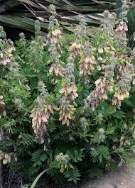 Image result for Tephrosia multijuga