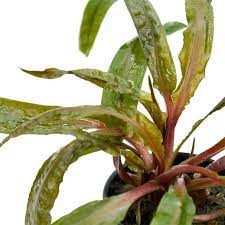 Cryptocoryne crispatula, also known as the balansae plant, has very long, thin leaves with ruffled edges and relatively short stems. Cryptocoryne Balansae