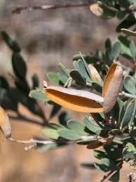 Image result for Montiniaceae