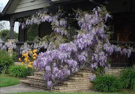 Image result for Wisteria
