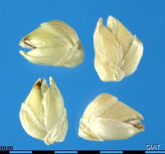 Image result for Setaria incrassata