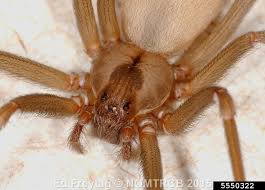 I live in oregon, in a mild climate. The Brown Recluse Spider Alabama Cooperative Extension System