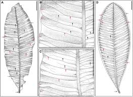 Image result for Syzygium rowlandii