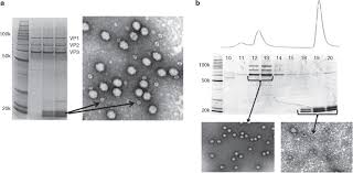 Image result for White 1999 AAV