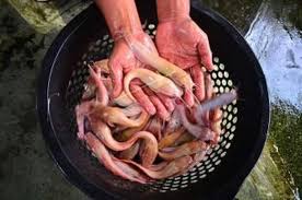 Setelah membaca berbagai literatur pasti di pikiran anda terngiang nama seperti lele sangkuriang, dumbo. Cantik Banget Lele Barbie Ikan Lele Dengan Kulit Berwarna Pink