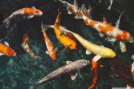 But this won't stop larger fish from trying to eat smaller ones! What Are Koi Fish And How To Take Care Of Them Fishlab