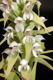 Image result for Satyrium trinerve