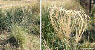 Image result for Chloris gayana