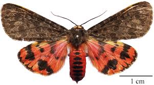 Image result for Ochna richardsiae