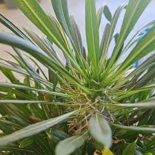 Image result for Pachycarpus eximius