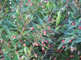 Image result for Vepris bachmannii