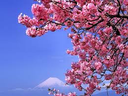 We have an extensive collection of amazing background images carefully chosen by our community. Wallpaper Bunga Teratai Cherry Blossom Wallpaper Cherry Blossom Painting Flower Wallpaper