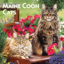 Pin On 2021 Cats Calendars